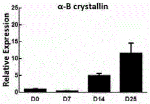 Novel method for inducing pluripotent stem cells to directionally differentiate into in-vitro crystalline lenses