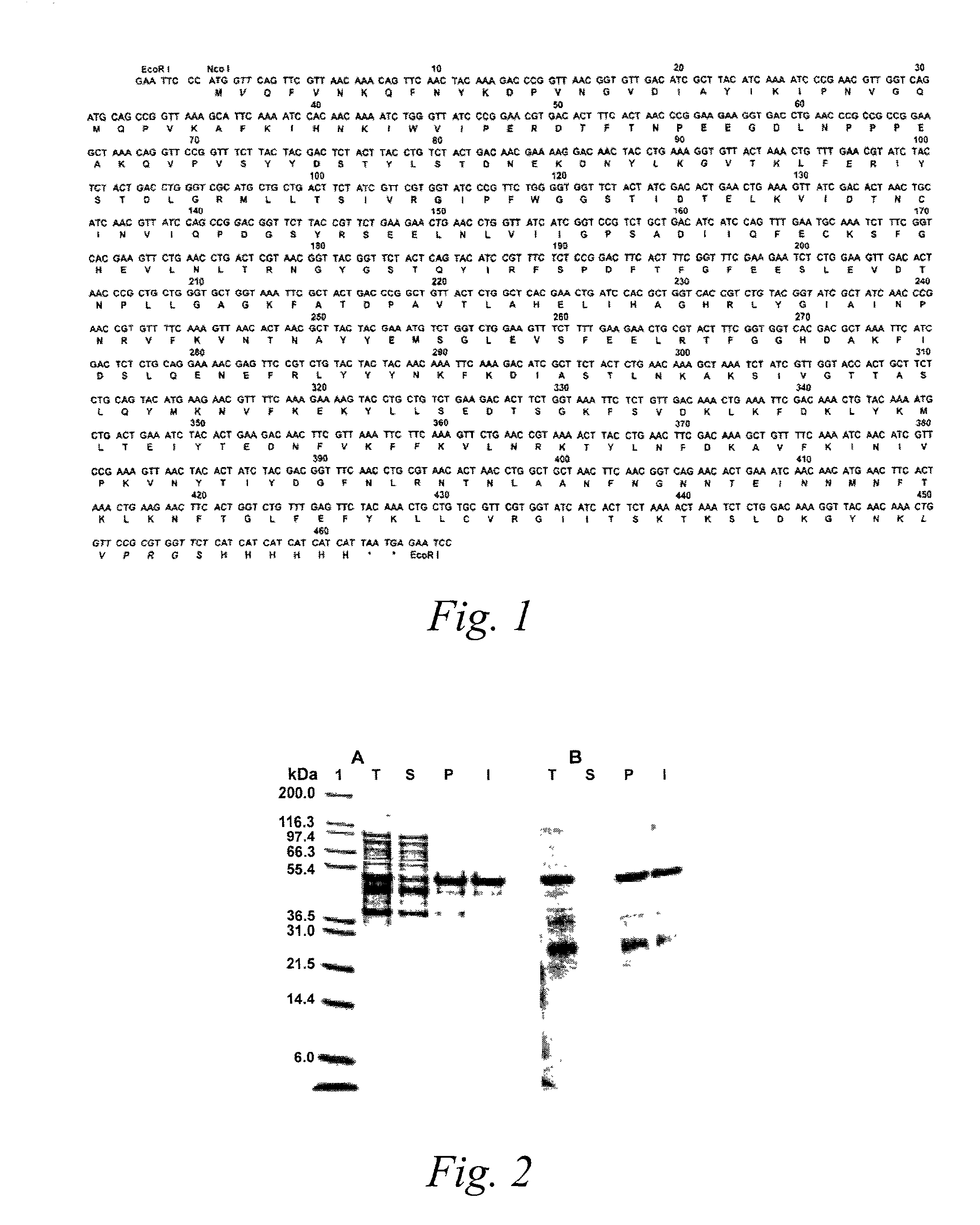 Recombinant light chains of botulinum neurotoxins and light chain fusion proteins for use in research and clinical therapy