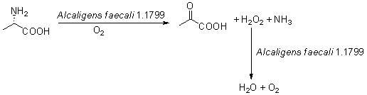 Biocatalysis method for preparing pyruvic acid from L-alanine