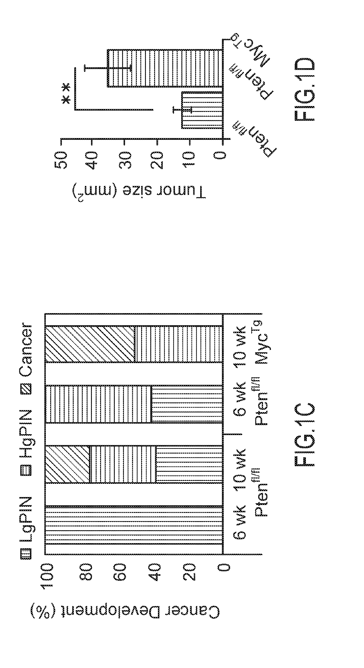 Cancer Treatment Targeted to Tumor Adaptive Responses to Protein Synthesis Stress