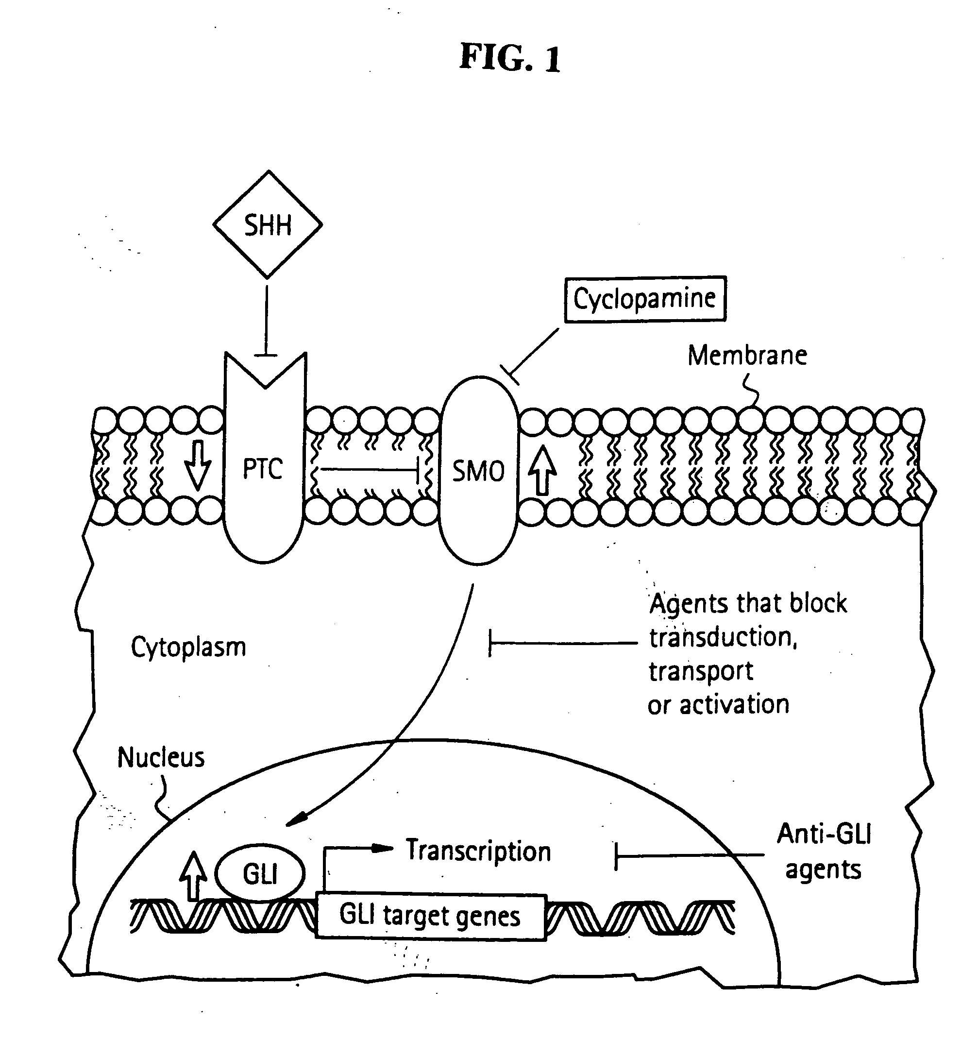 Method and compositions for inhibiting tumorigenesis