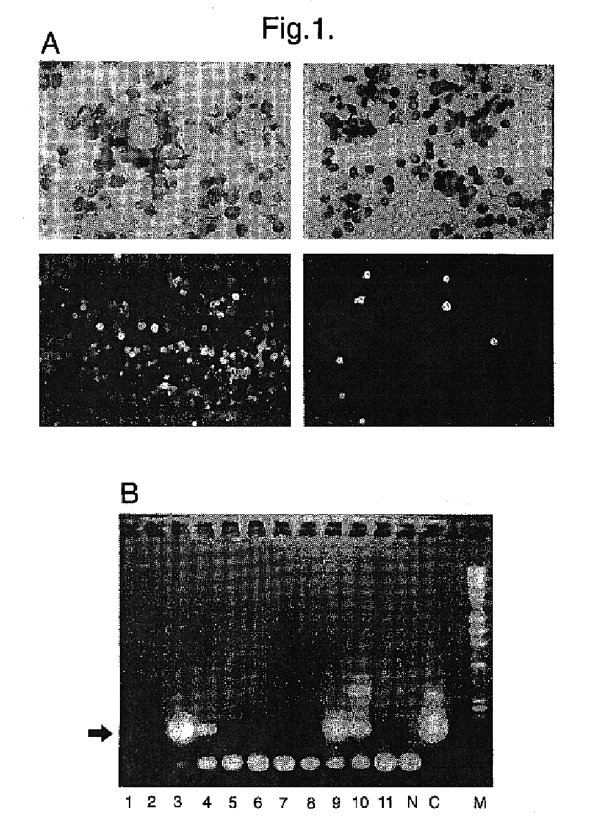 Materials and methods relating to the transfer of nucleic acid into quiescent cells
