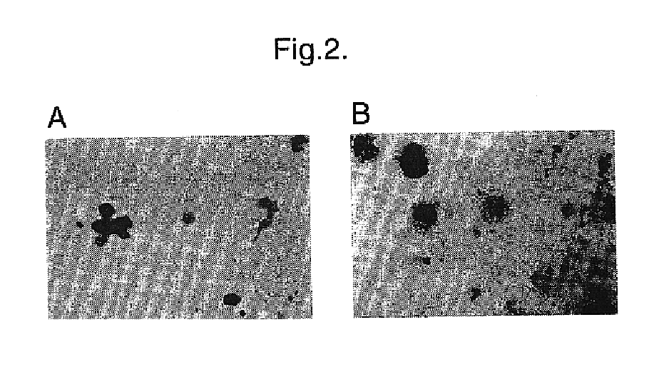 Materials and methods relating to the transfer of nucleic acid into quiescent cells