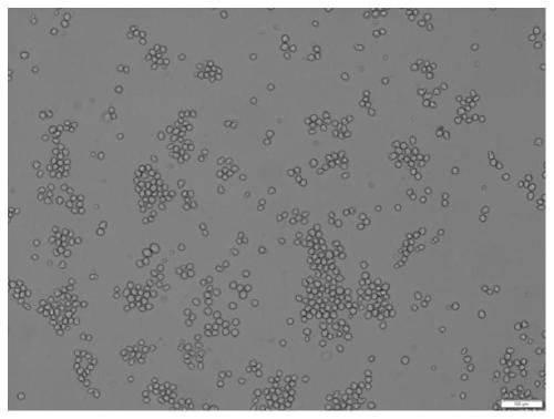 Hybridoma cell strain 6B1, foot-and-mouth disease A type virus resisting monoclonal antibody secreted from hybridoma cell strain 6B1, and application of antibody