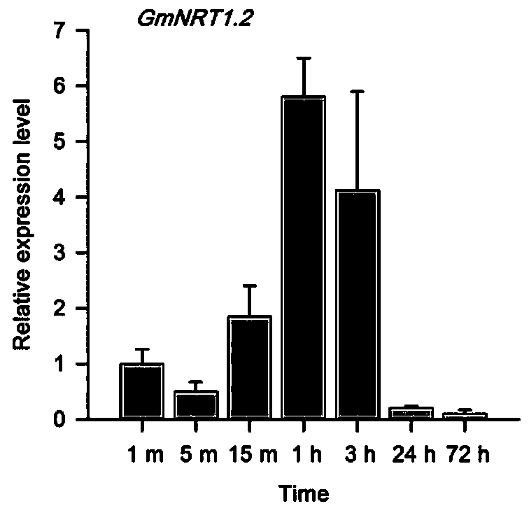 A method for cultivating high nodulation nitrogen-fixing plants