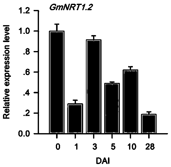 A method for cultivating high nodulation nitrogen-fixing plants