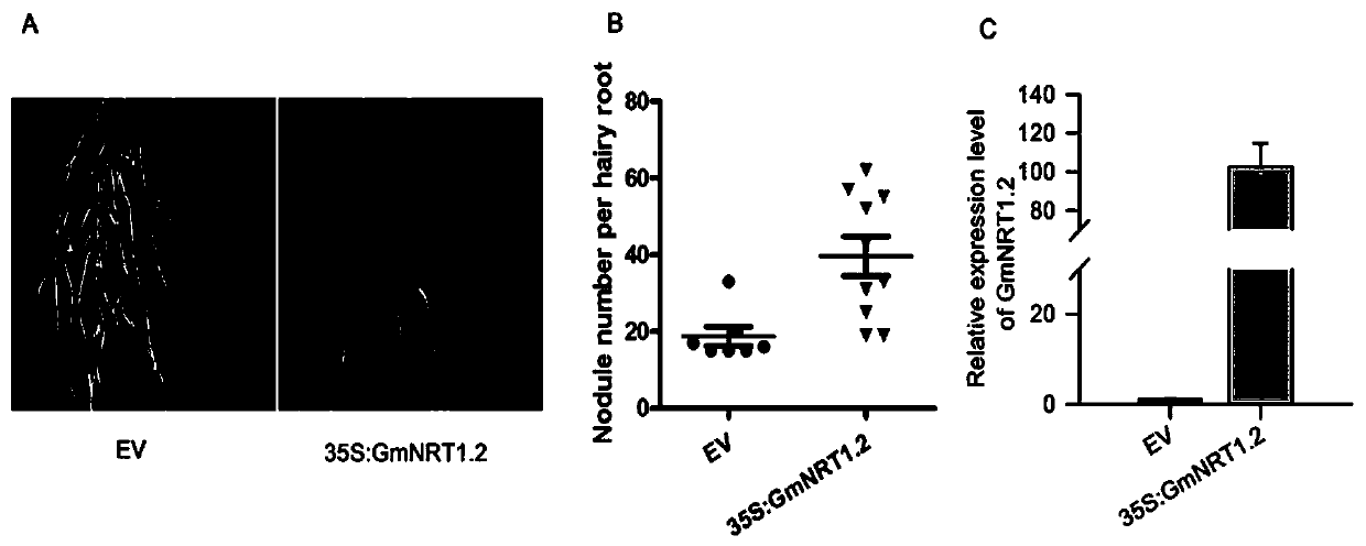 A method for cultivating high nodulation nitrogen-fixing plants