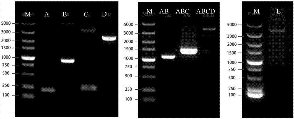 Preparation method of renilla luciferase-carrying duck Tembusu reported virus and product and application thereof