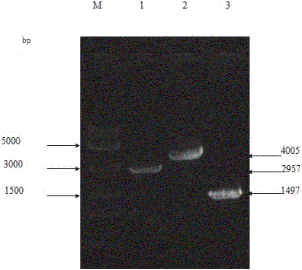 Construction method and application of porcine encephalomyocarditis virus BD2 strain full-length infectious clone