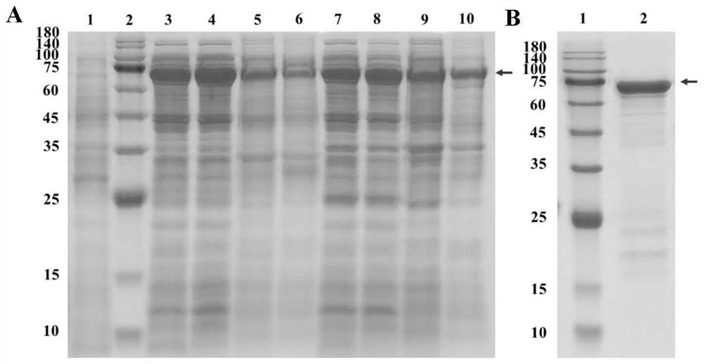 Salmonella bacteriophage tail receptor binding protein RBP-55 and application thereof in detection of salmonella