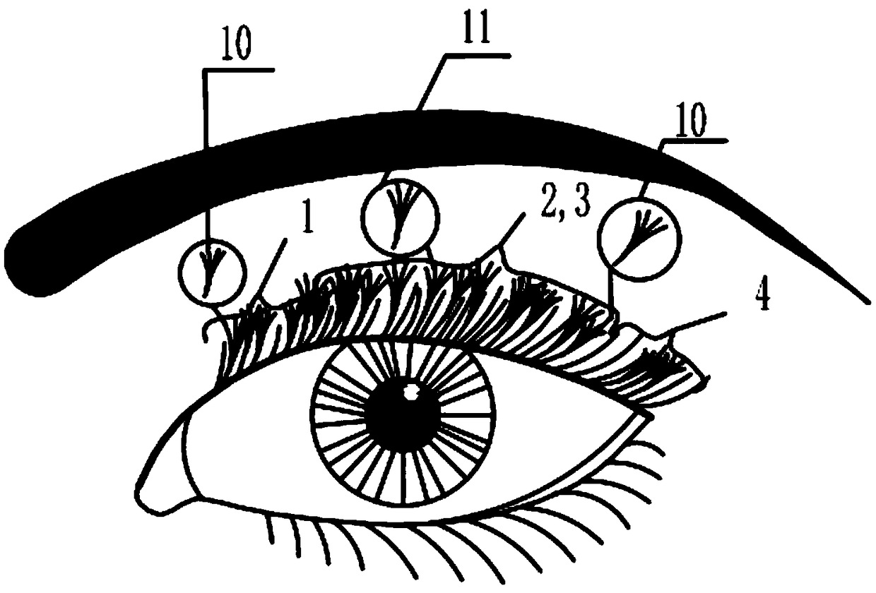 Method for multifarious eyelash grafting