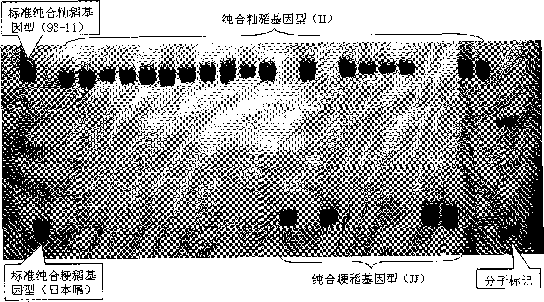 Method for identifying indica rice and japonica rice by inserting or deleting molecular marker in rice DNA