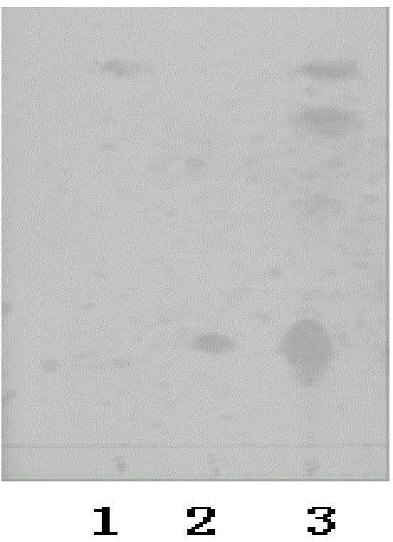 Thin layer chromatographic identification method of matrine and oxymatrine in sophora flavescens