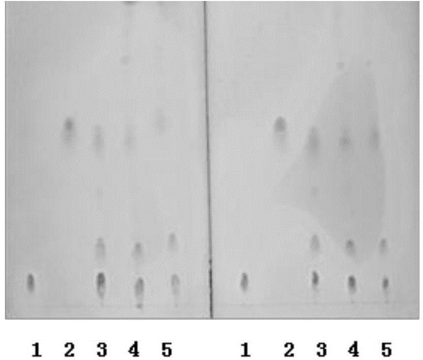 Thin layer chromatographic identification method of matrine and oxymatrine in sophora flavescens