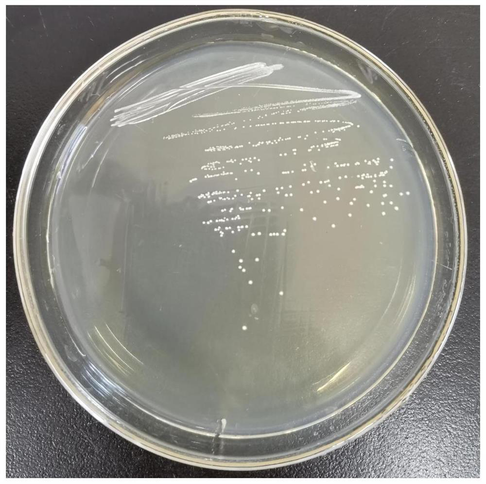 Probiotic characteristic lactic acid bacteria directionally screened from tibetan kefir grain, screening method and application