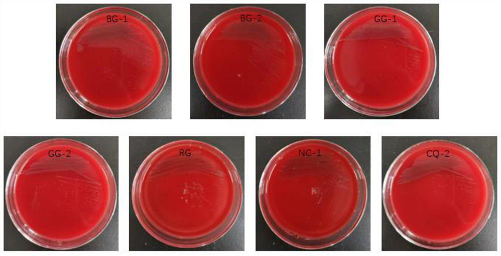 Probiotic characteristic lactic acid bacteria directionally screened from tibetan kefir grain, screening method and application