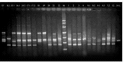 Breeding Methods for Preventing Gastrodia elata from Degenerating