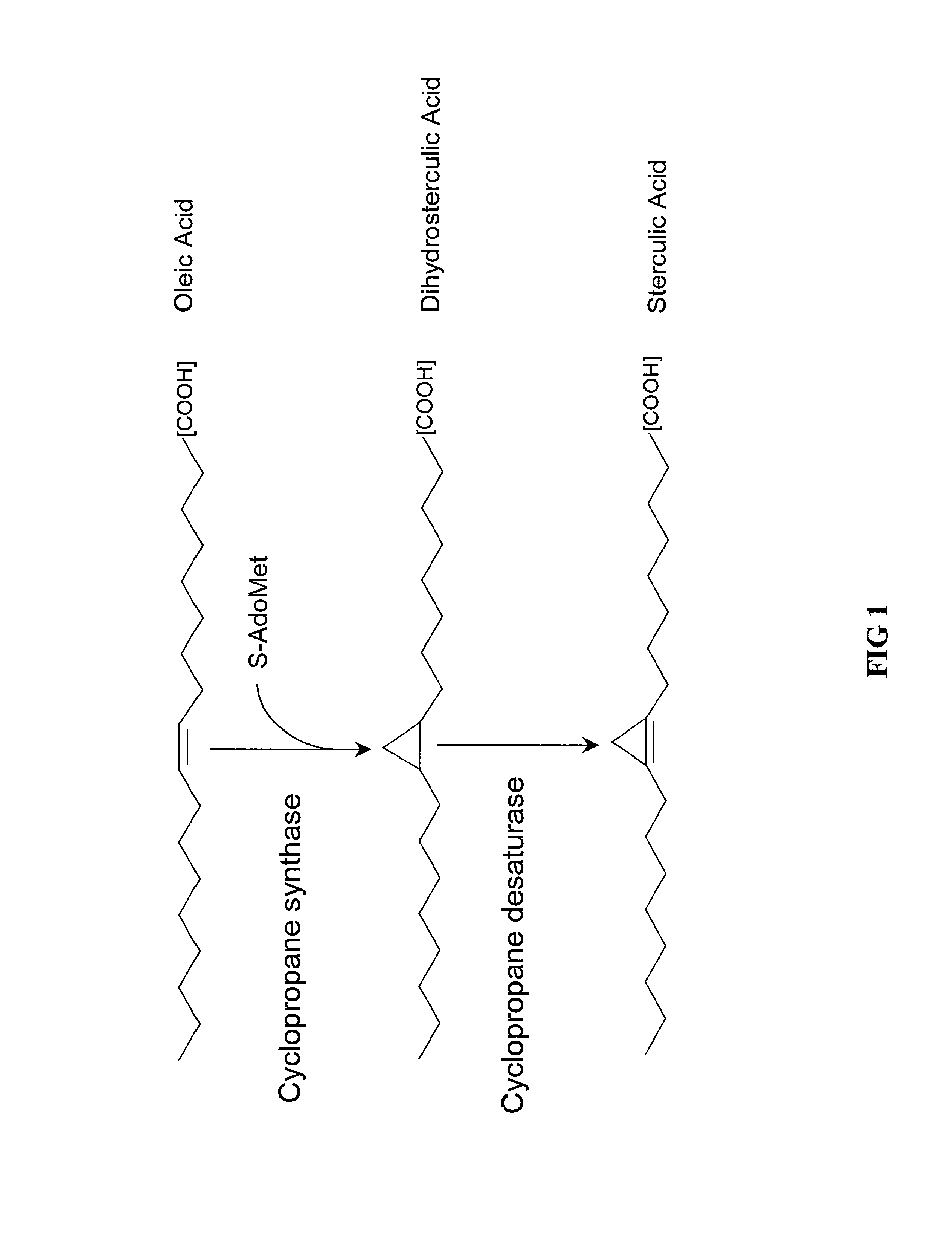 Plant cyclopropane fatty acid synthase genes, proteins, and uses thereof