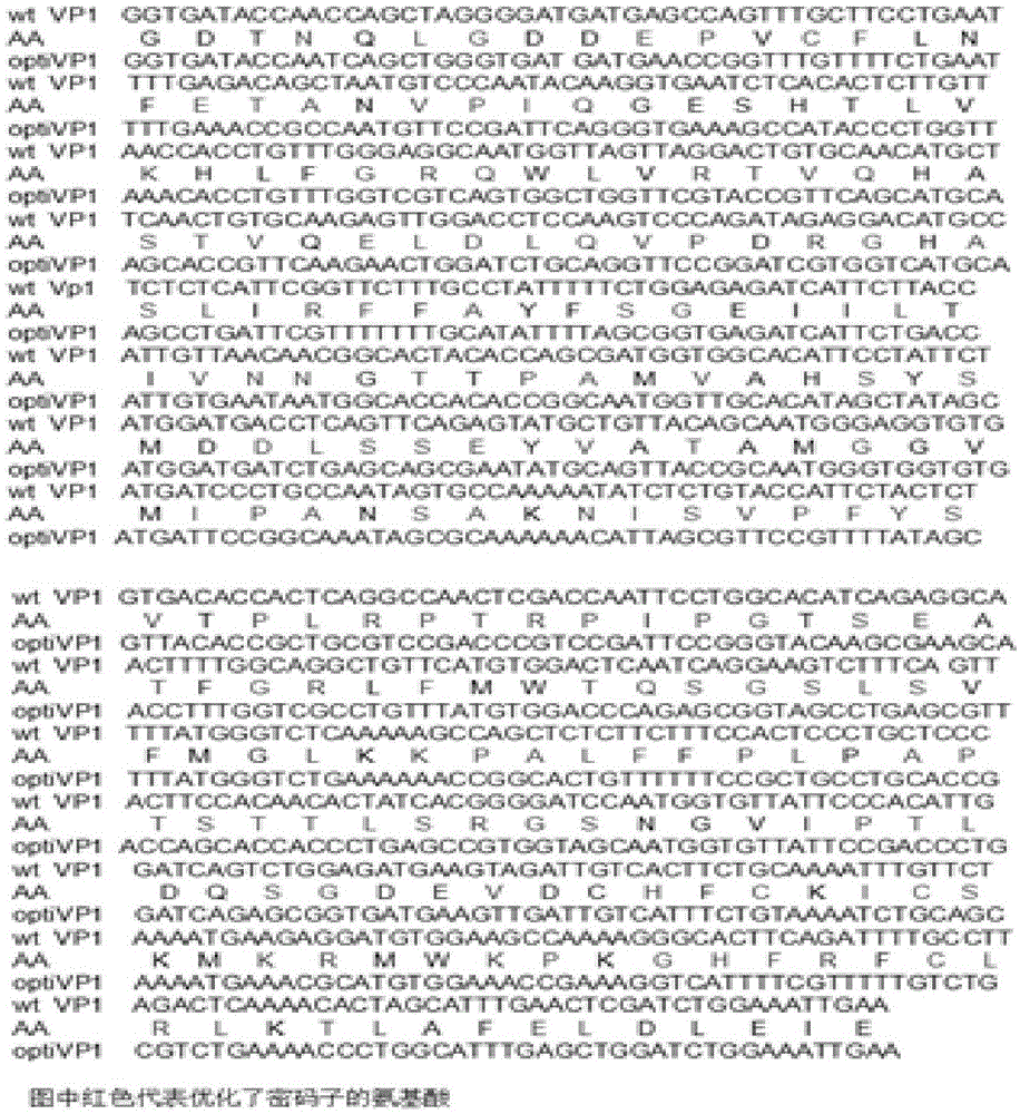 Codon optimization type 1 type duck hepatitis A virus VP1 gene and application of recombinant protein of codon optimization type 1 type duck hepatitis A virus VP1 gene