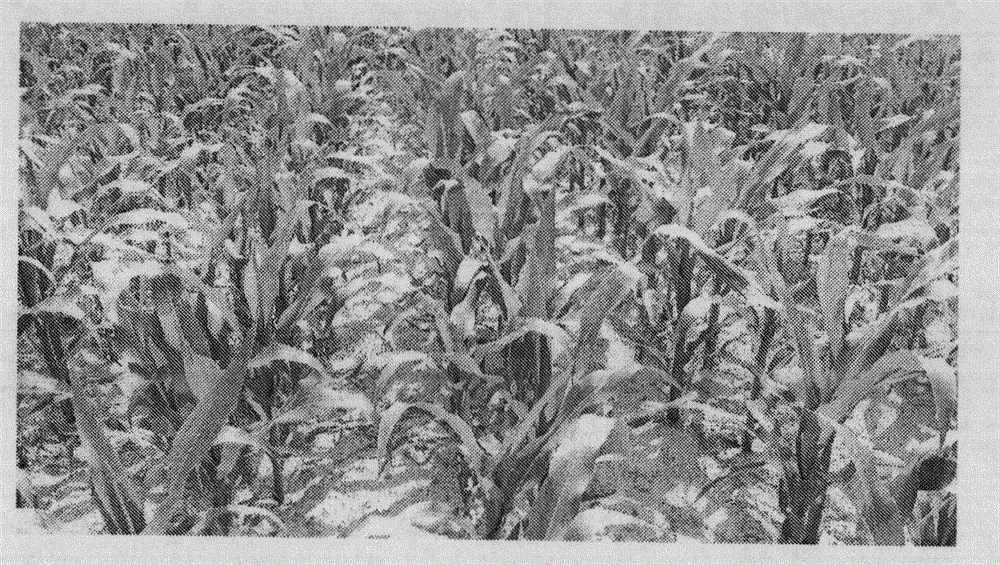 Small double-row staggered density-increasing planting method for corn