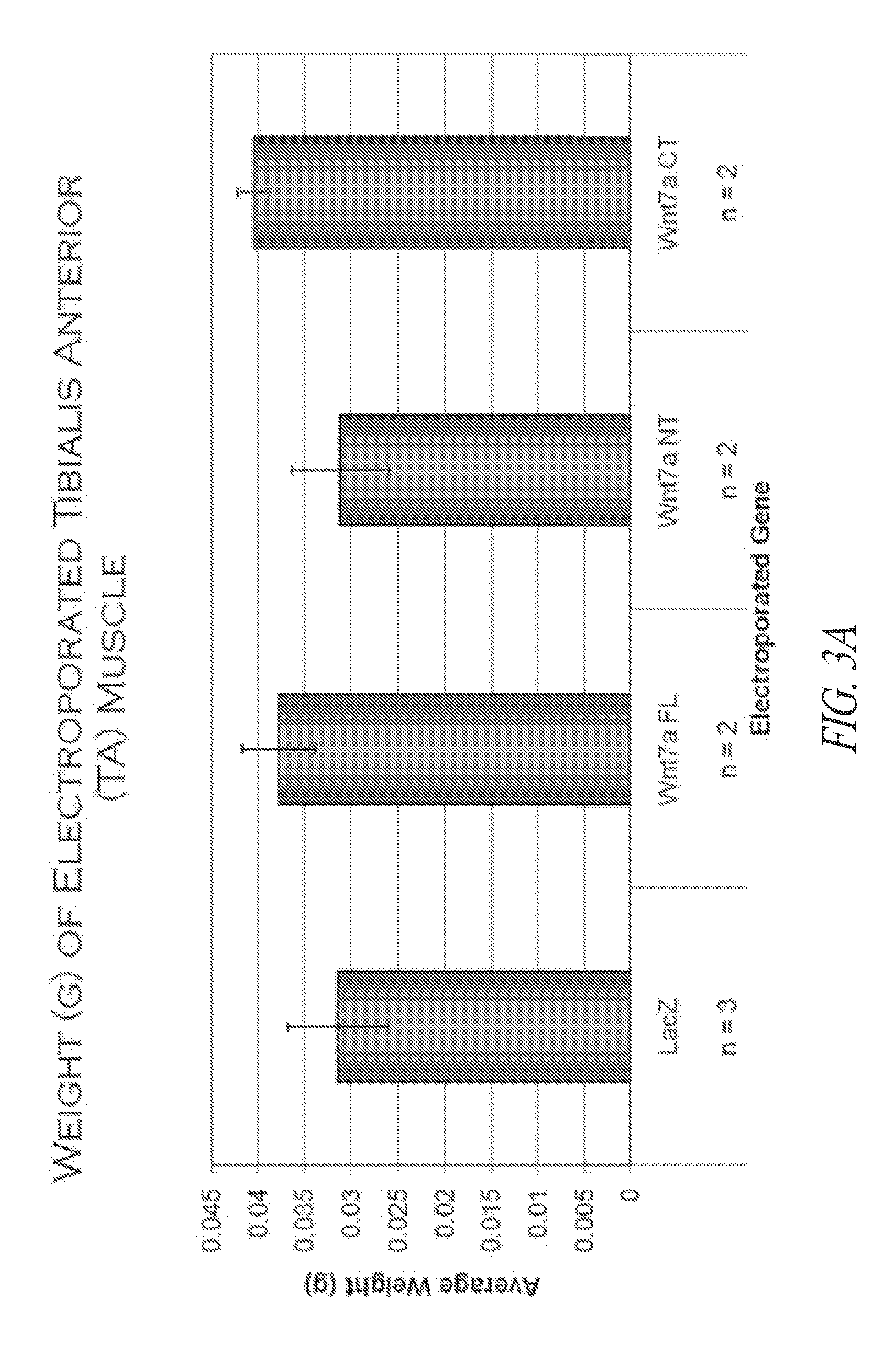 Wnt7a compositions and method of using the same