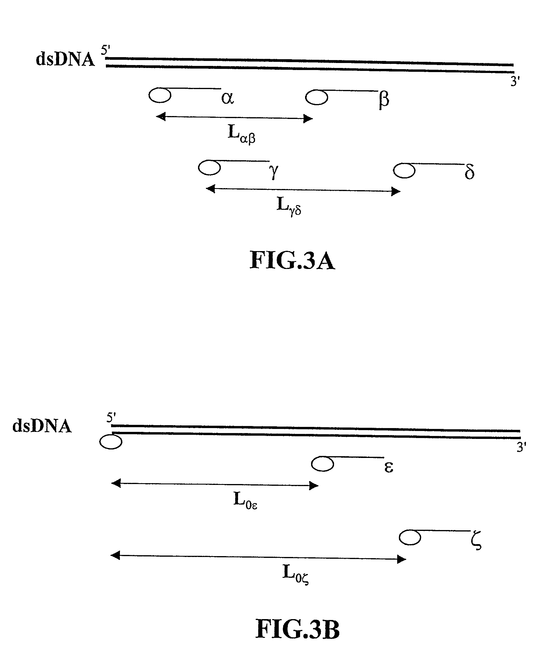 Methods of analyzing polymers using a spatial network of fluorophores and fluorescence resonance energy transfer