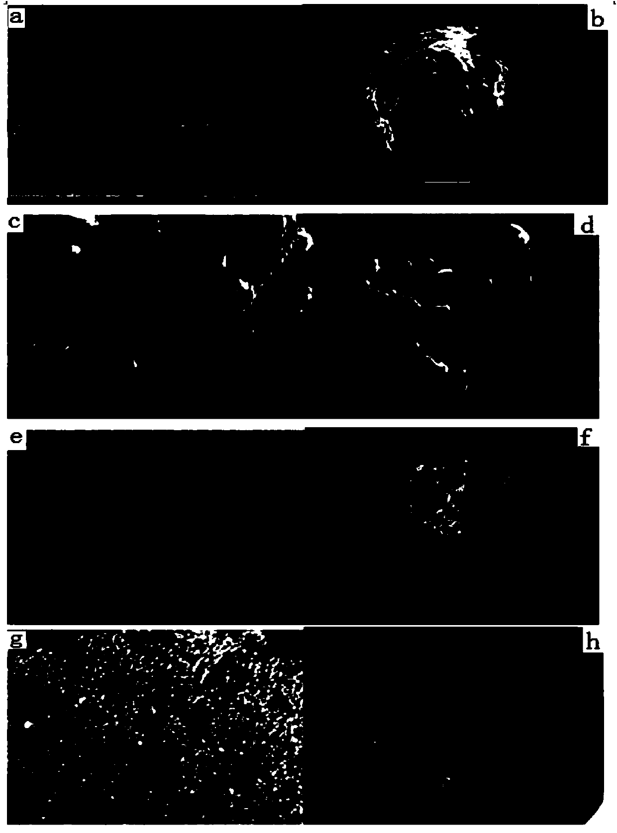 Aerobic granular sludge with pyridine degradation function as well as cultivation and application thereof