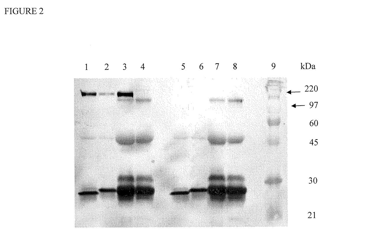 Truncated HIV envelope proteins (ENV), methods and compositions related thereto