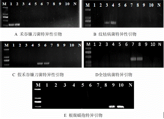 PCR (Polymerase chain reaction) primer capable of simultaneously detecting five soil-borne fungal diseases of wheat paddock and detecting method thereof