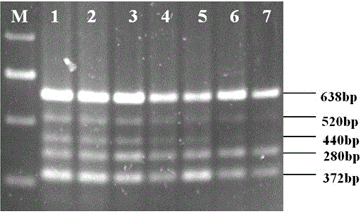 PCR (Polymerase chain reaction) primer capable of simultaneously detecting five soil-borne fungal diseases of wheat paddock and detecting method thereof