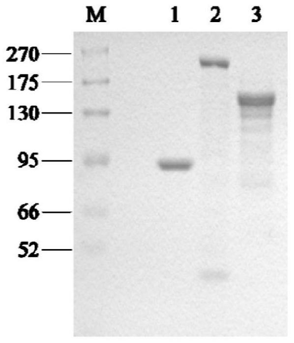 Naringenin in-vitro enzymatic synthesis method based on malonyl coenzyme A regeneration