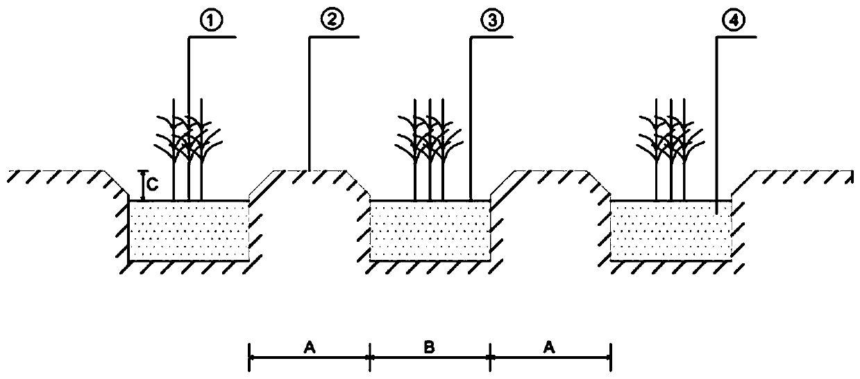 Vegetation planting method in windy and sandy areas