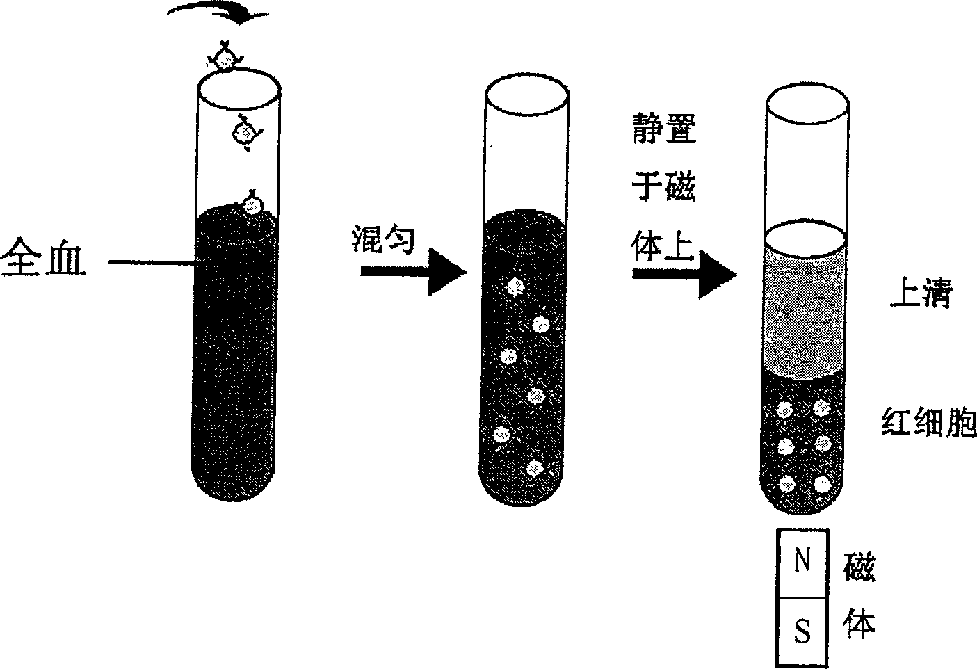 Method for rapidly separating supernatant from human whole blood or suspended red blood cells by utilizing lyophilized preparation