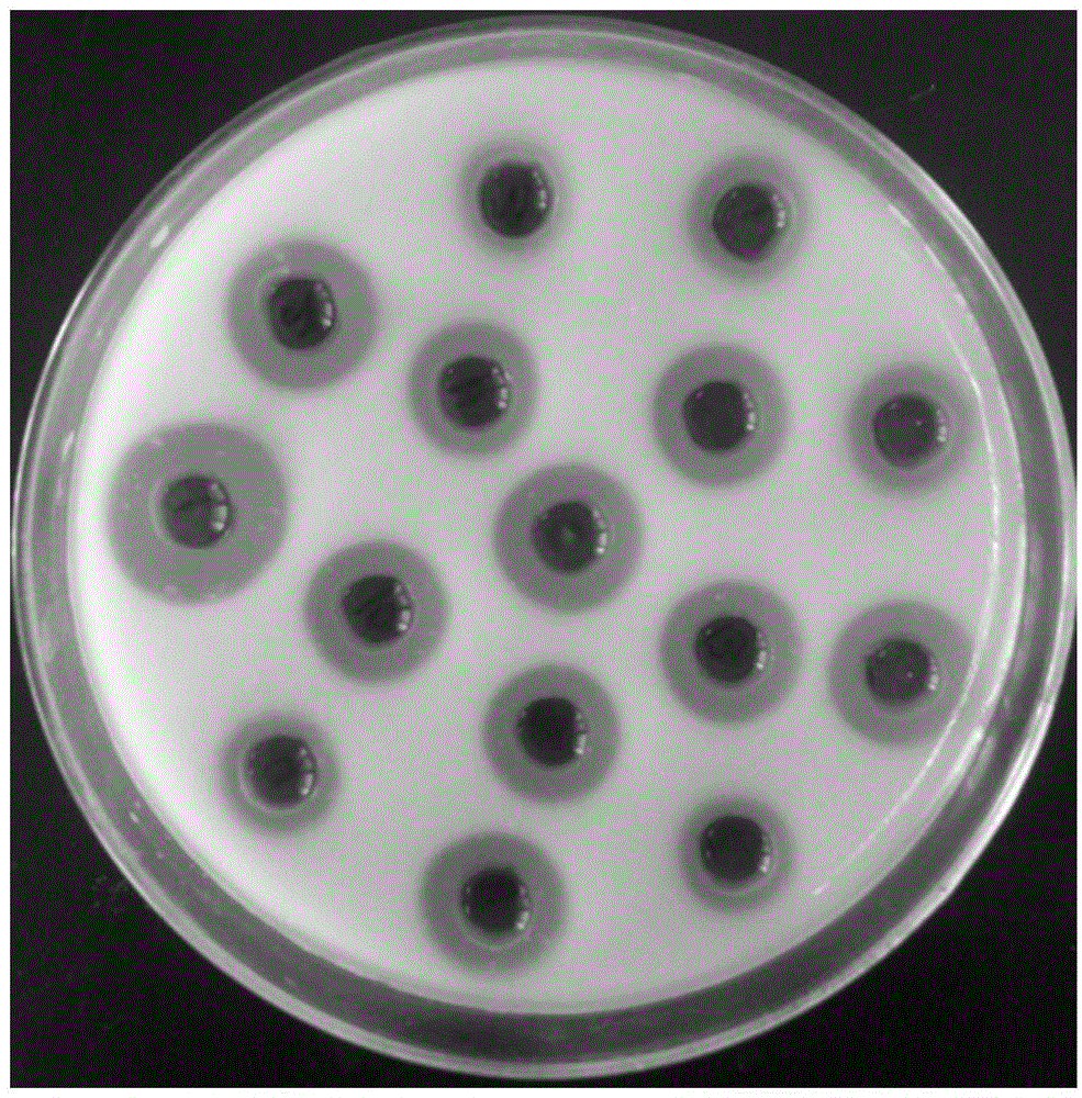 Feruloyl-esterase-producing Bacillus licheniformis strain and application thereof