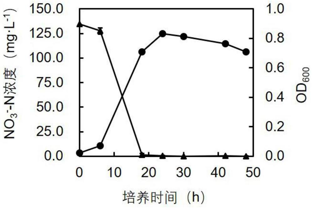 Denitrifying bacterium and application thereof