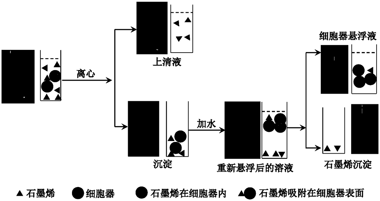 Method for determining subcellular distribution of graphene in rice