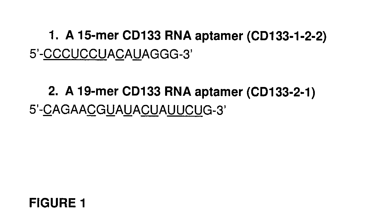 Cd133 aptamers for detection of cancer stem cells