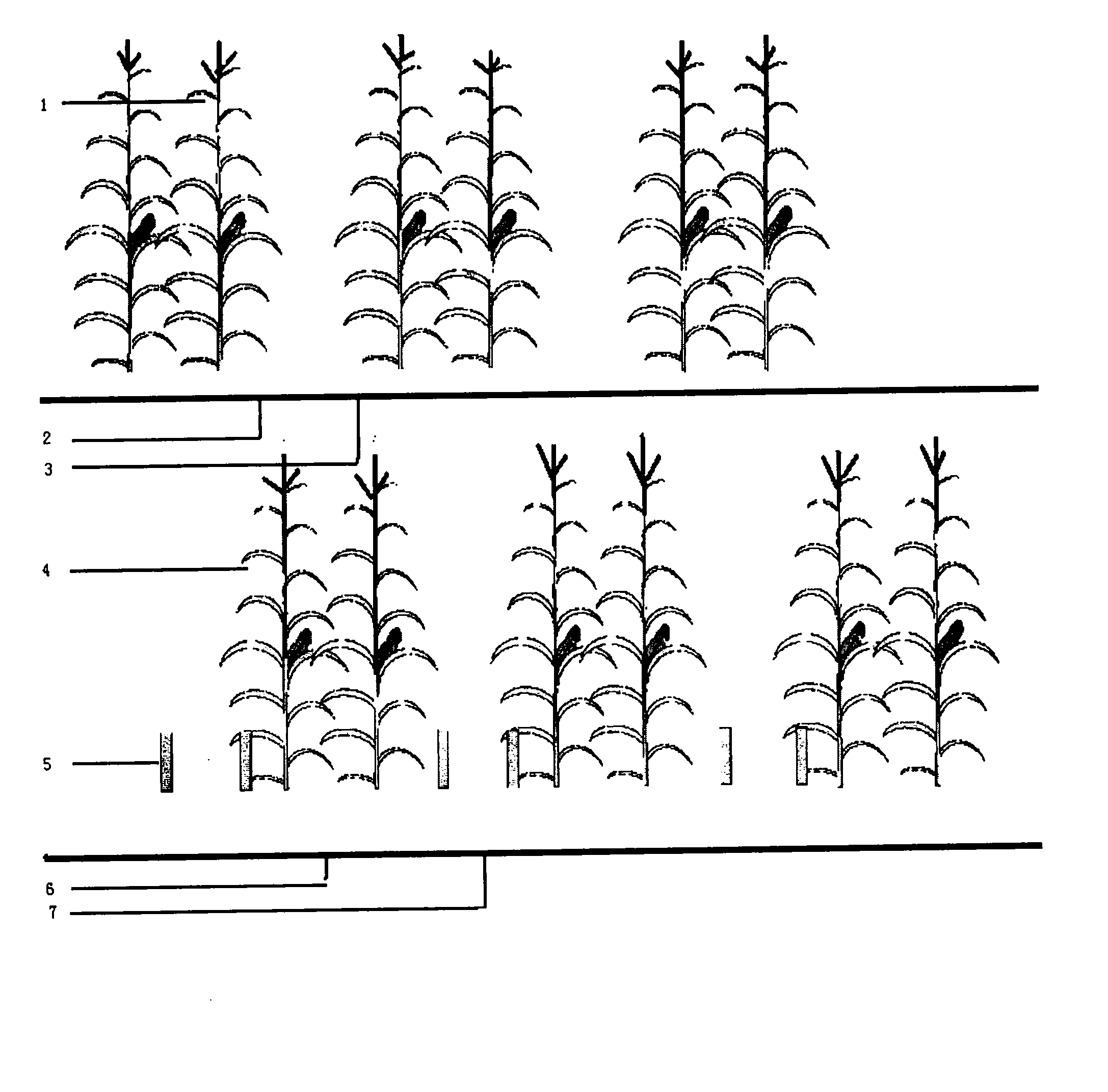 Method for planting corn in staggered large and small rows in two seasons
