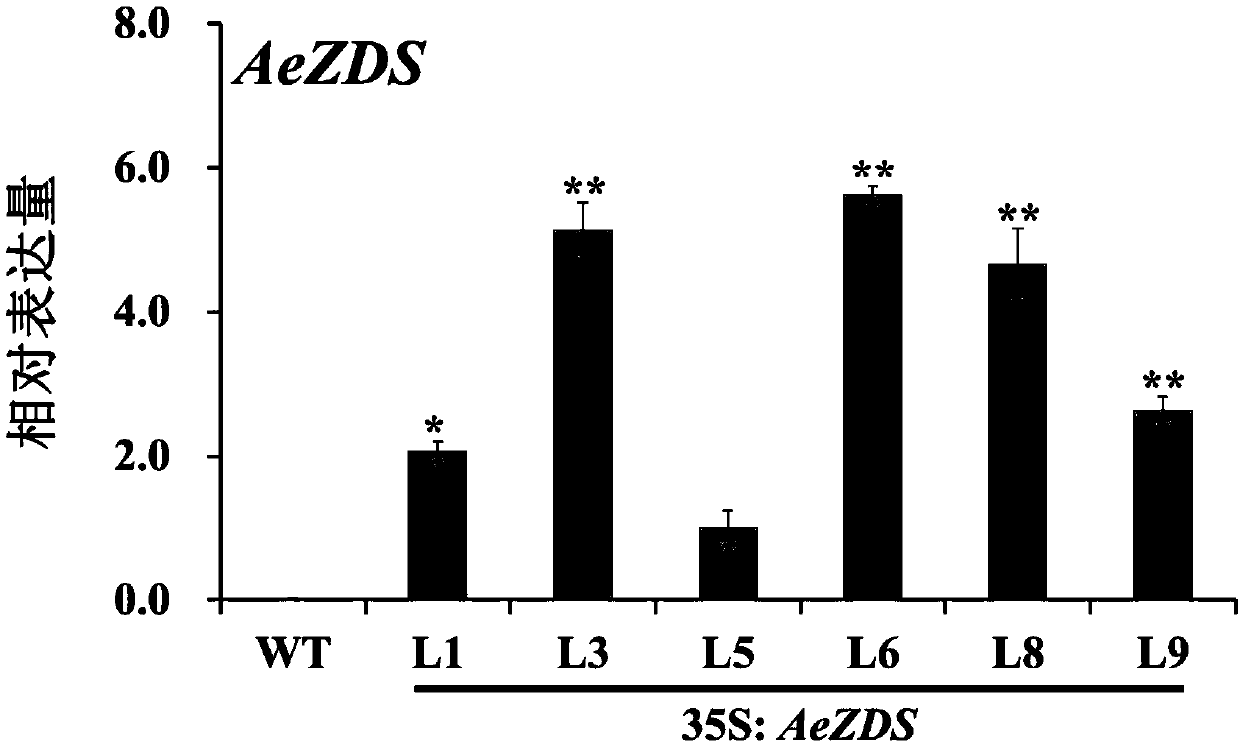Application of protein AeZDS and encoding gene thereof in promoting accumulation and stress resistance of plant carotenoids