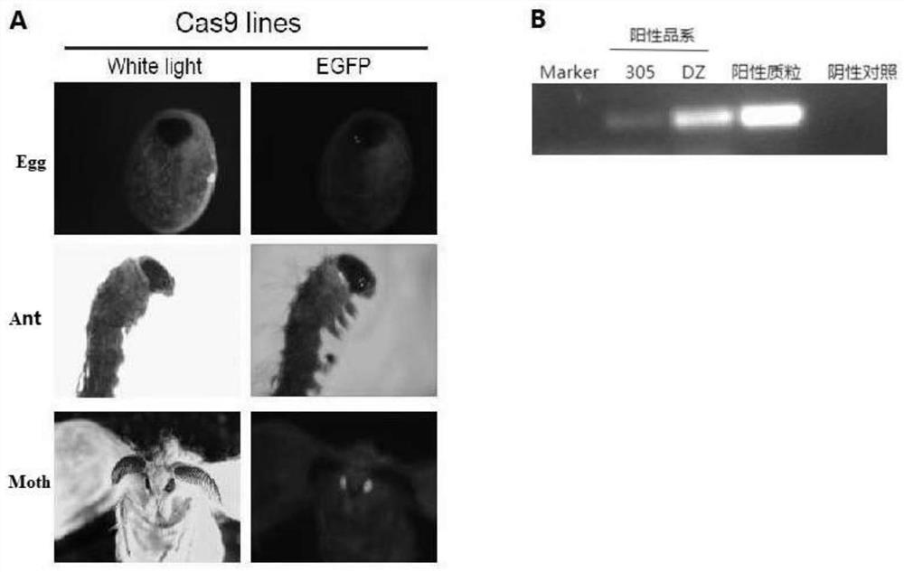 Cas9 system for efficiently editing bombyx mori genome and application of Cas9 system