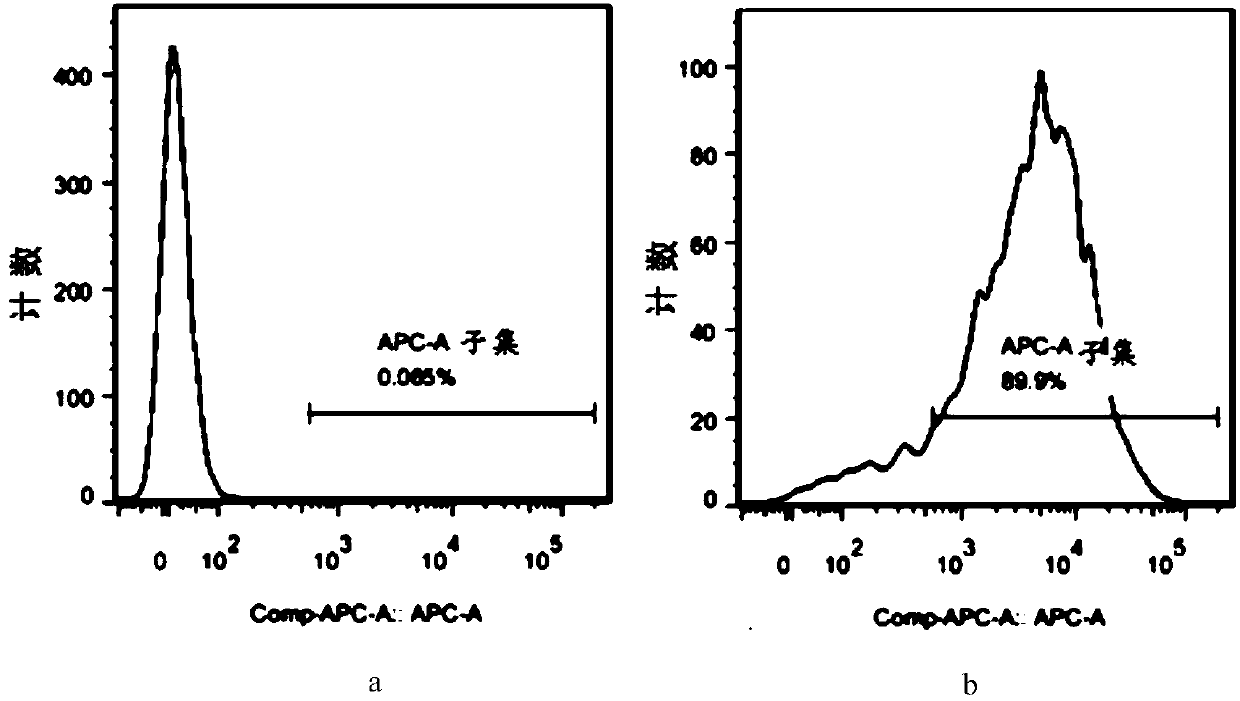 Construction method of systemic lupus erythematosus animal model and application thereof