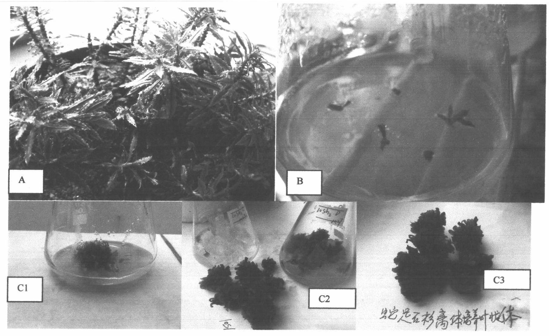 Cultivation method for producing hupenine A through in vitro induction proliferation of thallus of huperzia serrata