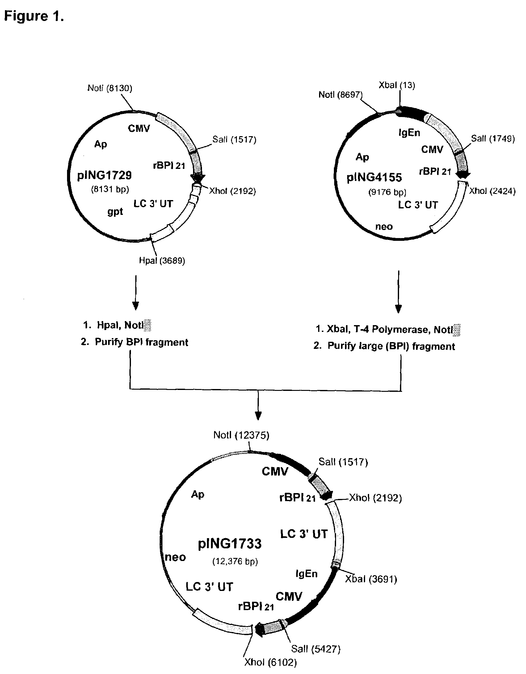 Methods and materials for increasing expression of recombinant polypeptides
