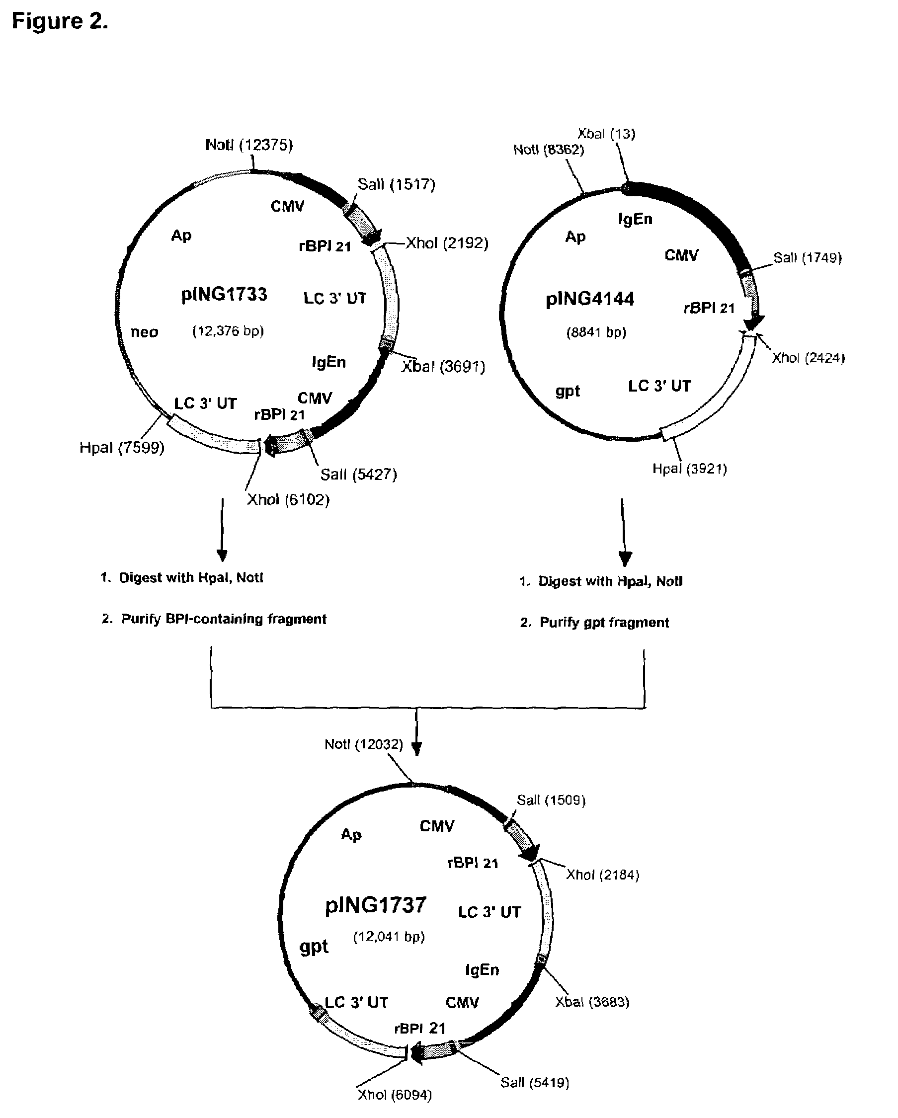 Methods and materials for increasing expression of recombinant polypeptides