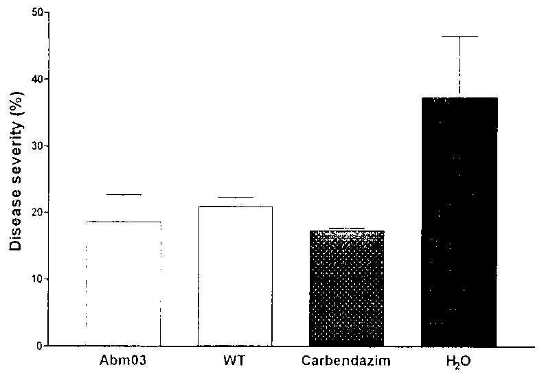 Preparation and application of ribonucleic acid (RNA) polymerase mutant for highly yielding antifungal substance Iturin A