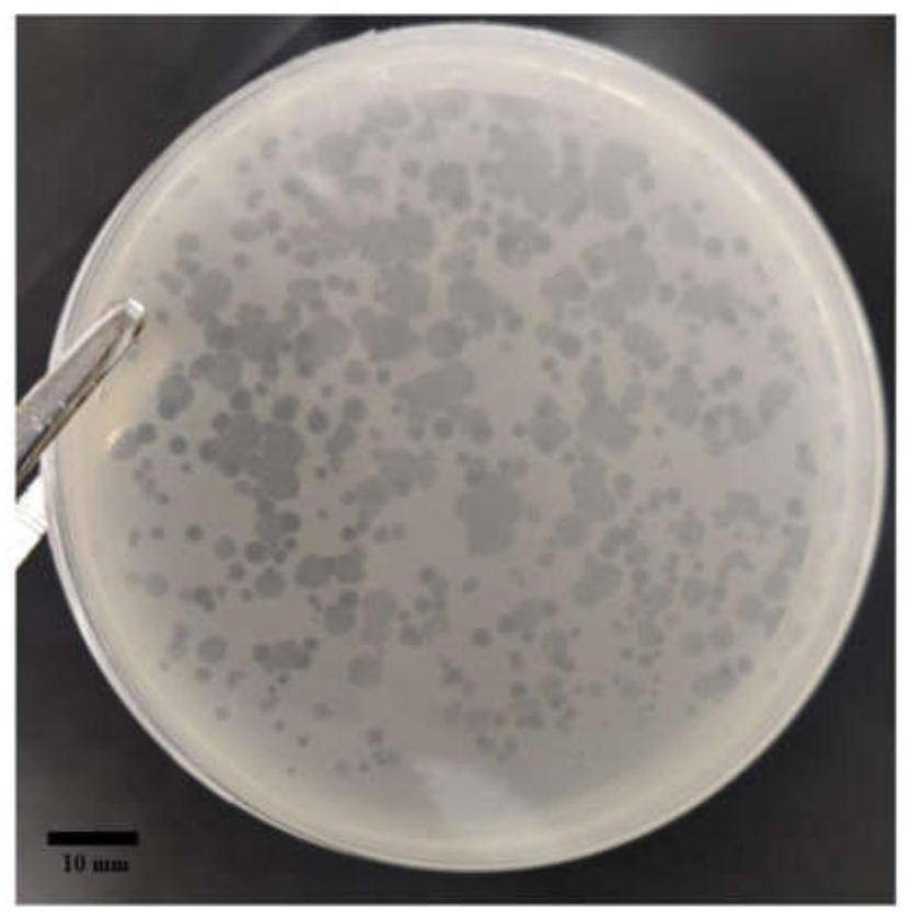 Vibrio parahaemolyticus bacteriophage, leech vibrio and their application