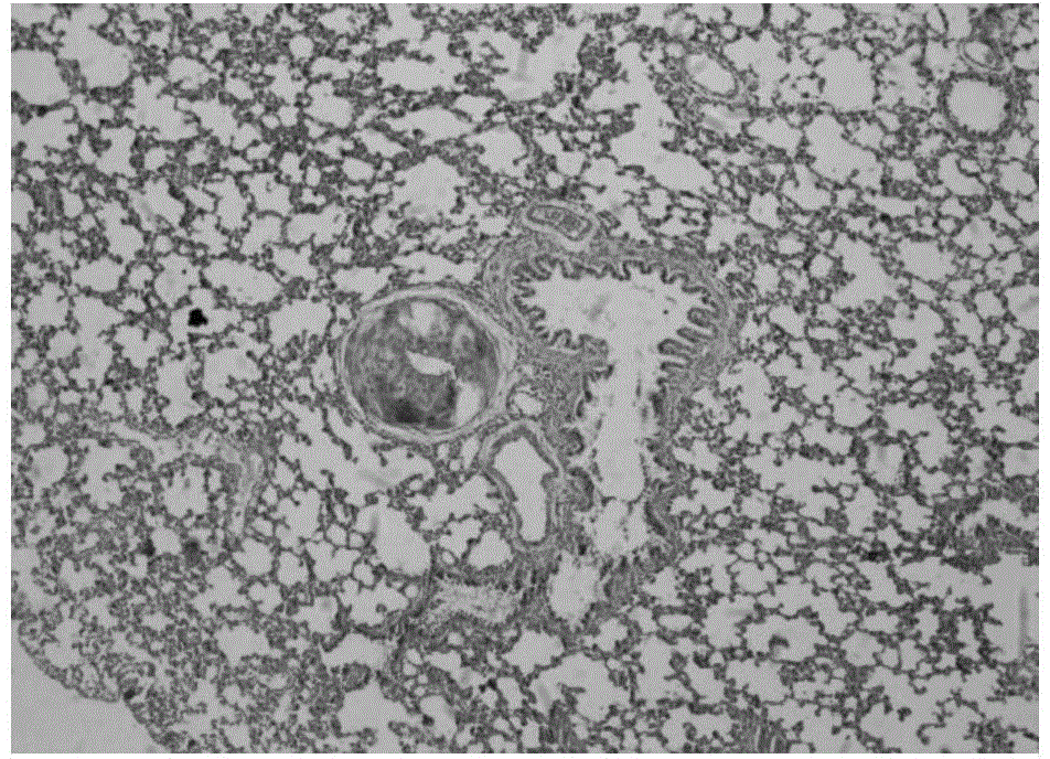 Method for noninvasive production of chronic obstructive pulmonary disease acute exacerbation animal model