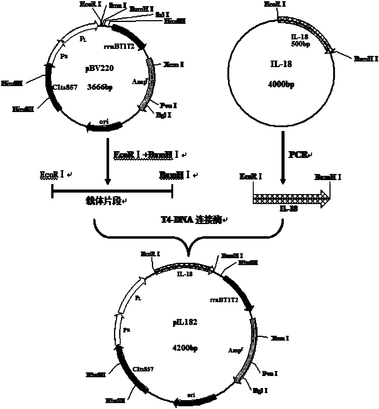 Recombinant interleukin 18 as well as preparation method and application thereof