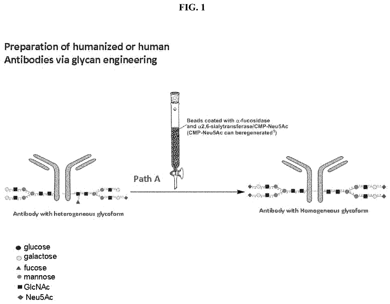 Methods for modifying human antibodies by glycan engineering
