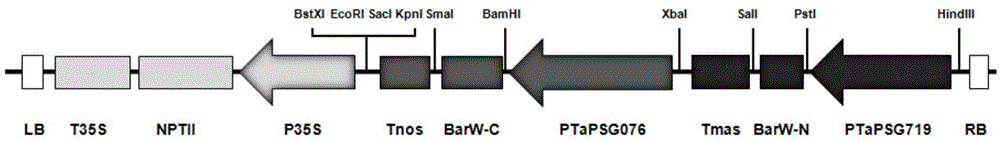 Construct for regulating fertility of plant pollens and usage thereof